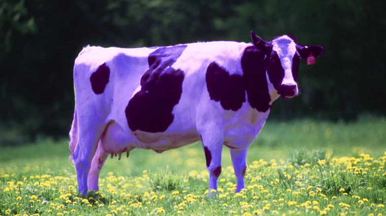 a photo of a cow post-processed so the cow is purple